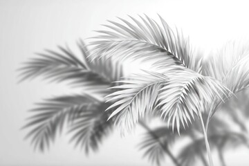 Pale, ethereal palm fronds catch light in this soft-focus, monochrome image, creating depth with shadows and elegant lines against a bright background
