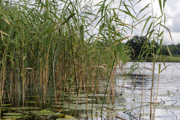 Tall Reeds by the Water