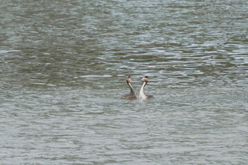 カンムリカイツブリの求愛ダンス