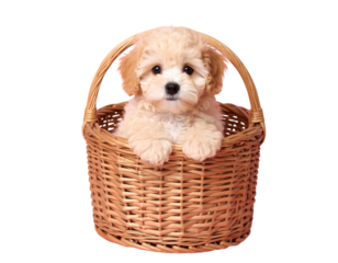 Cute Fluffy Puppy Sitting in Basket on Pink Background, Whimsical Style