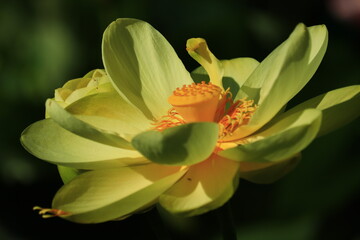 Lotus & Waterlily Vibrant Close-up Collection