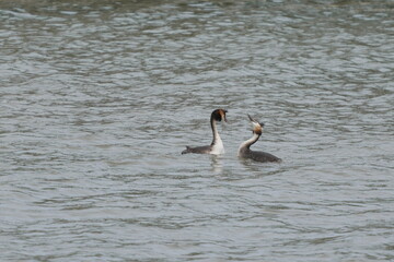 カンムリカイツブリの求愛ダンス