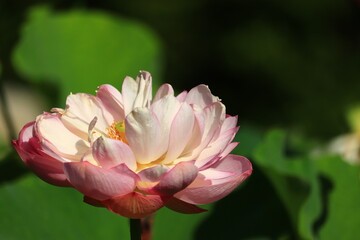 Fototapeta premium Lotus & Waterlily Vibrant Close-up Collection