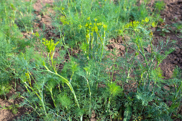 Dill bushes with yellow flowers in a vegetable garden. This image conveys the freshness, aroma, and natural beauty of the herb. The photo emphasizes the texture and greenness of the dill.