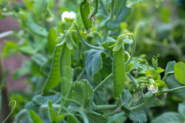 Green peas on a garden bed. Ripe pods and blossoms convey freshness and natural beauty. This image is perfect for showcasing natural and organic food products.