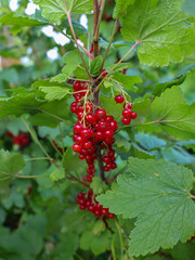 ​A vibrant branch with red currant berries hanging from a bush. The juicy fruits and lush green leaves create a fresh effect and convey the atmosphere of a summer harvest.