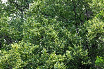 Abundant linden blossoms form a dense green mass. The light-green inflorescences and dark leaves create a layered texture, conveying the atmosphere of summer bloom.