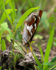 ​A close-up of a butterfly resting on the grass with its wings folded. Its pattern resembles...