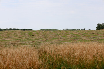 ​A rural landscape with a dry field in the foreground and a mowed hayfield in the background. The wavy lines on the mowed grass emphasize the work of farmers and the richness of nature.
