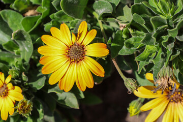 A macro shot of a bright yellow flower blooming in the sunlight. Its delicate petals with an orange tint are eye-catching, and the dark center accentuates its beauty.
