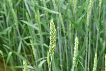 麦の穂