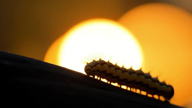 A caterpillar with spiky hairs crawls along a surface silhouetted against an orange sunlike background