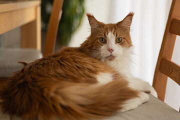 Fluffy ginger and white cat resting on a chair
