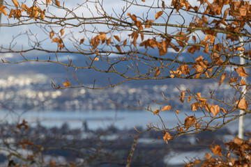 Autumn leaves on a branch with a snowy alpine landscape in the background