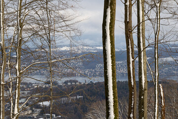 Winter lake view with snowy trees in the foreground