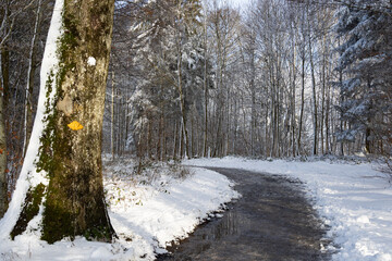 Peaceful winding path in a snowy forest