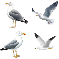 Fototapeta premium Seagull in a vector style, isolated white background