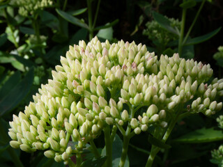 Light green sedum buds in a garden.