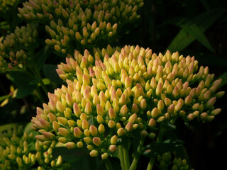 Yellow-pink sedum flower buds preparing to bloom.