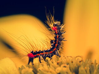 Dreamy Spiky Caterpillar on Yellow Background