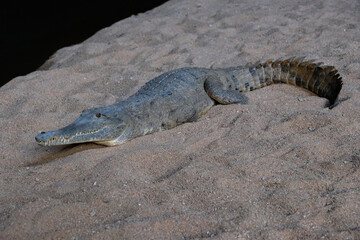 Freshwater crocodile in the Tunnel - Wunaamin Miliwundi Ranges, WA, Australia