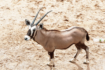 antelope in the desert
