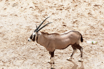 antelope in the desert