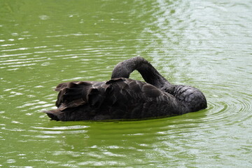 A black swan is floating on greenish water, with its neck curved and head tucked, creating ripples around it
