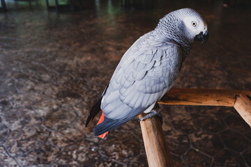 The grey parrot (Psittacus erithacus), also known as the Congo grey parrot or African grey parrot, parrot with green background sitting on the branch