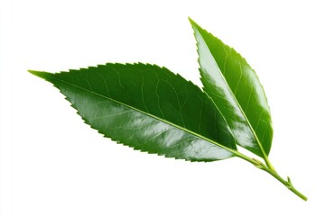 Fototapeta premium Two glossy, serrated green leaves attached to a slender stem, isolated against a clean white background