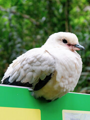 white dove on a branch