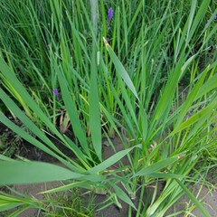 Scírpus. green reeds on the river bank. sand and reeds. Idyllic scene with reeds at the lake in a public park. Actinoscirpus grossus (also called Mensiang, Greater club-rush, Giant bulrush).
