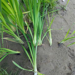 Scírpus. green reeds on the river bank. sand and reeds. Idyllic scene with reeds at the lake in a public park. Actinoscirpus grossus (also called Mensiang, Greater club-rush, Giant bulrush). © Taras