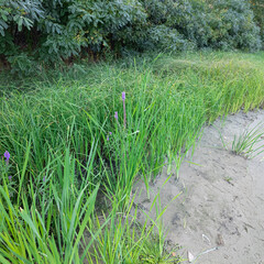 Scírpus. green reeds on the river bank. sand and reeds. Idyllic scene with reeds at the lake in a public park. Actinoscirpus grossus (also called Mensiang, Greater club-rush, Giant bulrush). © Taras