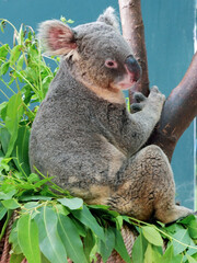 koala in a tree