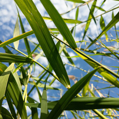 Scírpus. green reeds on the river bank. sand and reeds. Idyllic scene with reeds at the lake in a public park. Actinoscirpus grossus (also called Mensiang, Greater club-rush, Giant bulrush). © Taras
