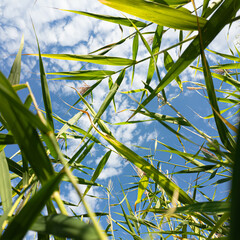 Scírpus. green reeds on the river bank. sand and reeds. Idyllic scene with reeds at the lake in a public park. Actinoscirpus grossus (also called Mensiang, Greater club-rush, Giant bulrush). © Taras