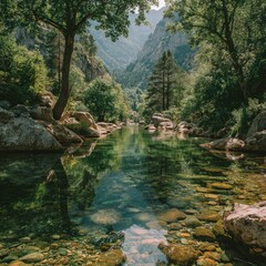 Fototapeta premium Creek Through Lush Forest