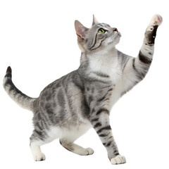 Obraz premium Adorable Silver Tabby Cat Reaching Upward with Playful Curiosity and a Striking Isolated Portrait on Black Background Capturing a Moment of Feline Fun