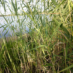 Scírpus. green reeds on the river bank. sand and reeds. Idyllic scene with reeds at the lake in a public park. Actinoscirpus grossus (also called Mensiang, Greater club-rush, Giant bulrush). © Taras
