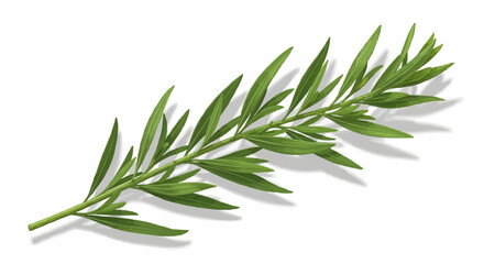 Fototapeta premium Close-up of a sprig of fresh green plant with multiple leaves.
