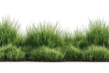Dense green grass tufts