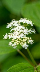 Fototapeta premium Close-up of delicate clusters of small, white flowers, set against a soft green background.