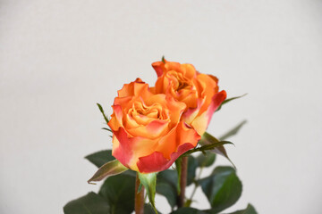 オレンジ色のバラ