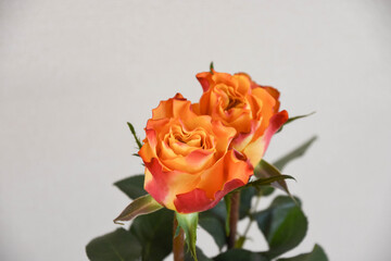 オレンジ色のバラ