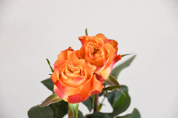 オレンジ色のバラ