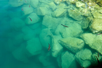 kleine Fische im t&uuml;rkisen Wasser