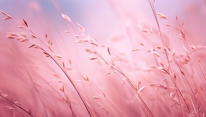 Dreamy pink field