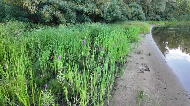 Sc&iacute;rpus. green reeds on the river bank. sand and reeds. Idyllic scene with reeds at the lake in a public park. Actinoscirpus grossus (also called Mensiang, Greater club-rush, Giant bulrush).