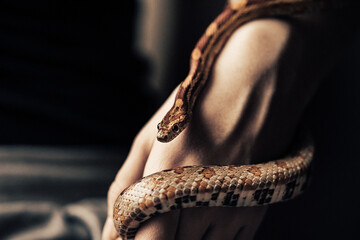 Little Corn Snake